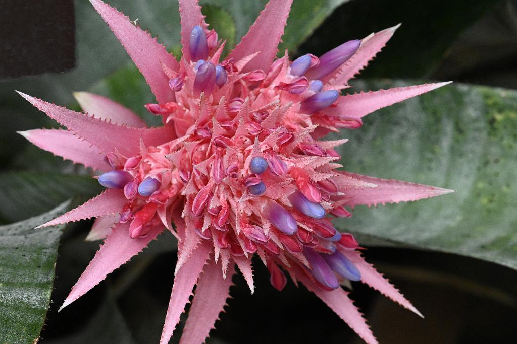 2025-08150137 Tower Hill Botanic Garden, MA.JPG - Silver Cup or Urn Plant (Aechmea fasciata). New England Botanic Garden at Tower Hill, MA, 8-15-2025